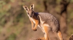 Wallabi zhelnogo-legged rocky